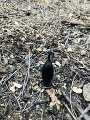 Eleodes eschscholtzii