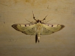 Lygropia tripunctata