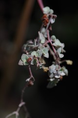 Crassula cordata