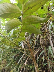 Aralia decaisneana