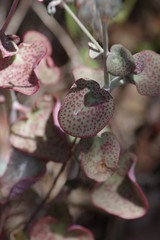 Crassula cordata