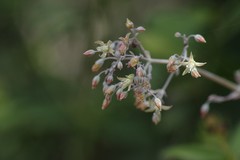 Crassula cordata