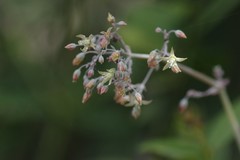 Crassula cordata