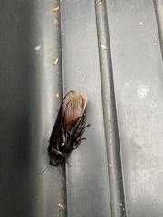 Panesthiinae