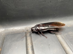 Panesthiinae