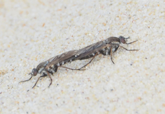 Anabarhynchus maritimus