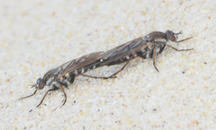 Anabarhynchus maritimus