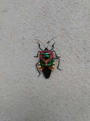 Chalcocoris