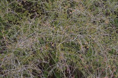Flueggea verrucosa