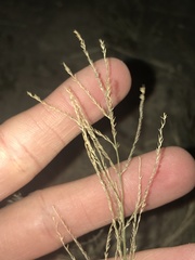 Leptochloa panicea