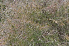 Flueggea verrucosa