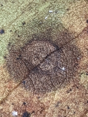 Cephaleuros