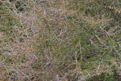 Flueggea verrucosa