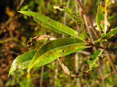 Salix sericea
