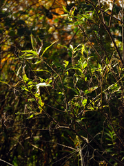 Salix sericea