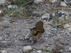 Melanospiza bicolor
