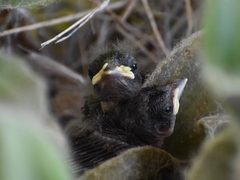Melanospiza bicolor