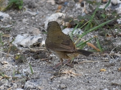 Melanospiza bicolor