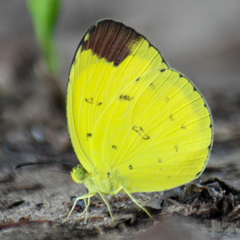 Eurema sari