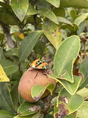 Poecilocoris latus