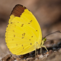 Eurema sari