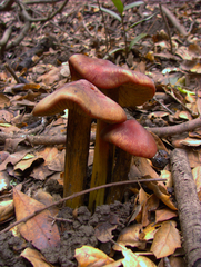 Hygrocybe