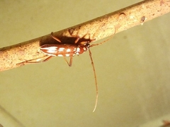 Eburia decemmaculata
