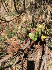 Hylotelephium maximum