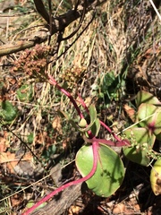 Hylotelephium maximum