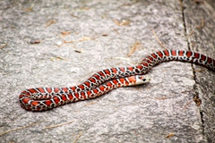 Lampropeltis knoblochi