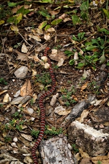 Lampropeltis knoblochi
