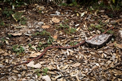 Lampropeltis knoblochi