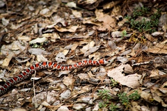 Lampropeltis knoblochi