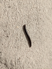 Nepalmatoiulus birmanicus