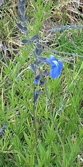 Salvia reptans
