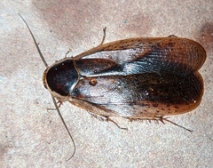 Calolamprodes thailandensis