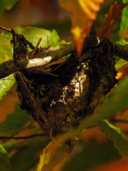 Vireo solitarius