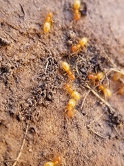 Lasius brevicornis