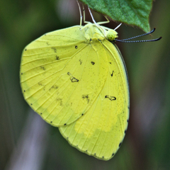 Eurema simulatrix