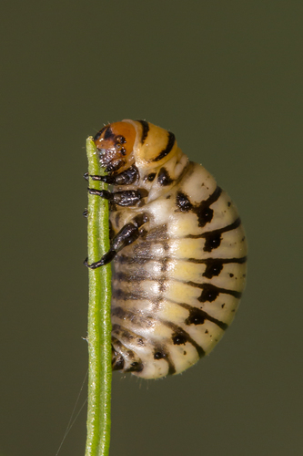 Burrobrush Leaf Beetle