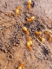 Lasius brevicornis
