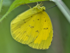 Eurema simulatrix