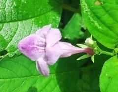 Asystasia dalzelliana