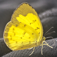 Eurema simulatrix