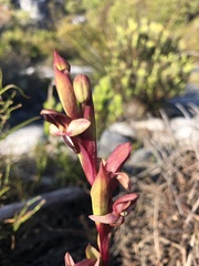 Disa ophrydea