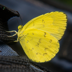 Eurema simulatrix