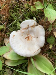 Lactarius pallescens