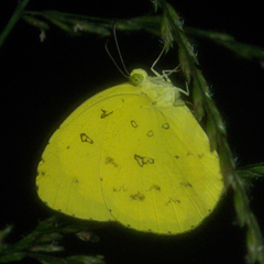 Eurema simulatrix