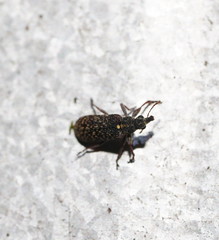 Sphinctobelus rufibeccus