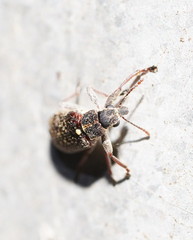 Sphinctobelus rufibeccus
